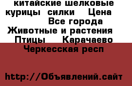 китайские шелковые курицы (силки) › Цена ­ 2 500 - Все города Животные и растения » Птицы   . Карачаево-Черкесская респ.
